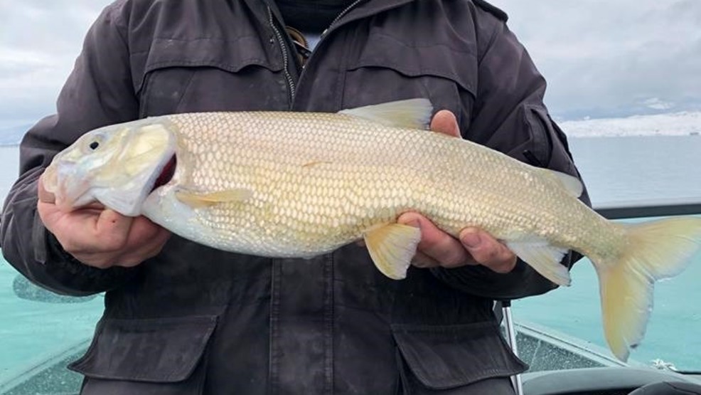 Record breaking Man catches 21inch long fish at Bear Lake KUTV