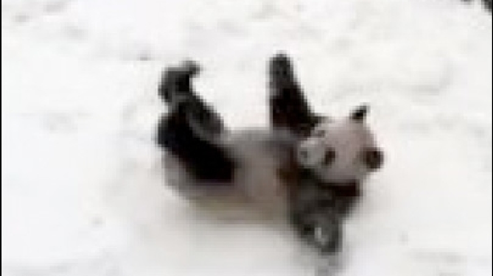 140207_panda.jpg
