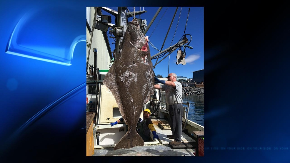 Alaska fishermen snag nearly 400pound halibut KTUL