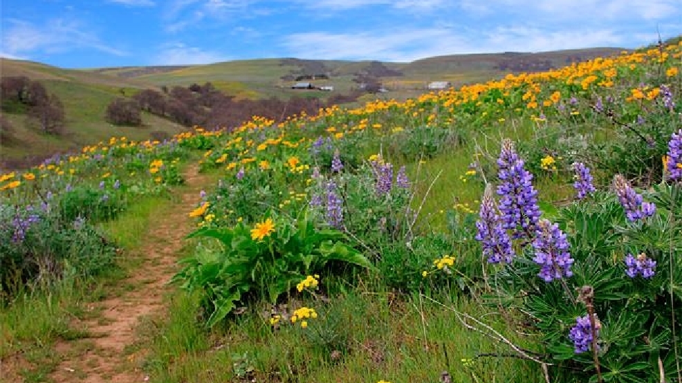 top-5-wildflower-hikes-in-columbia-river-gorge-news-weather-sports