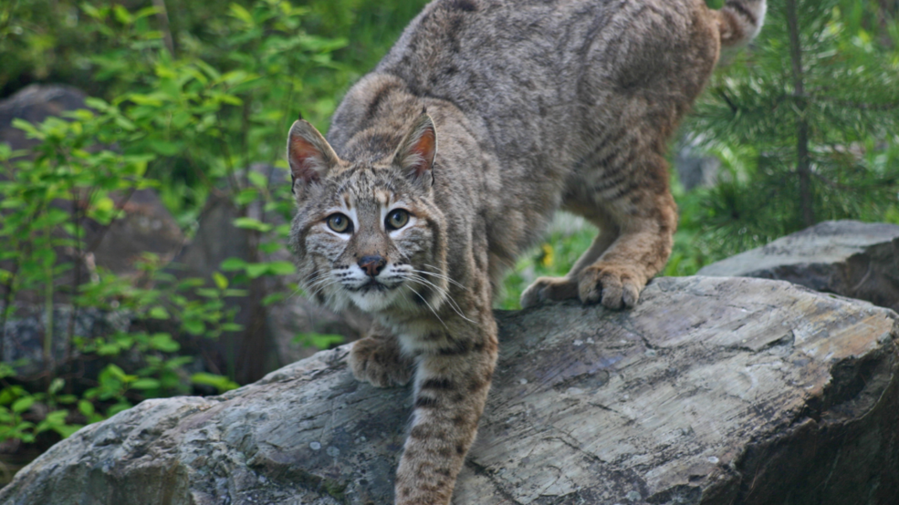 Mountain lion in southeast Boise turns out to be bobcat with rust