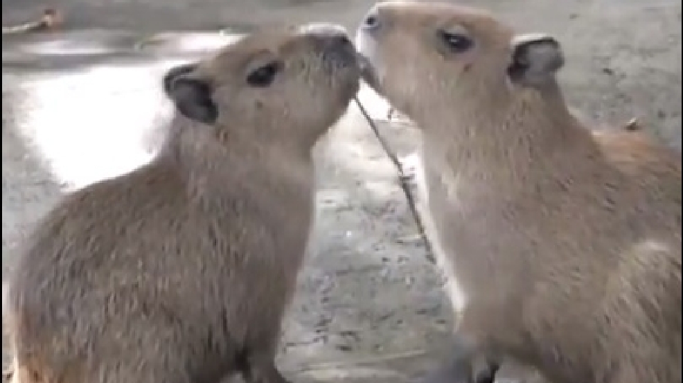 130916_baby_capybaras.jpg
