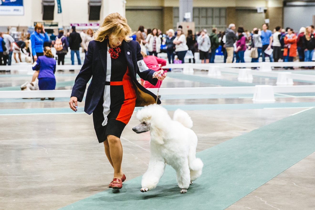 Photos The Seattle Dog Show Is Everything You Need Right Now (And More