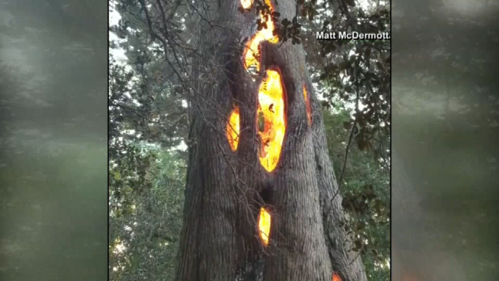 Amazing Tree Burns From The Inside Out Woai 