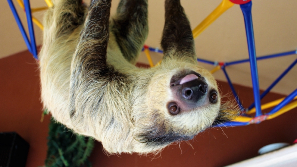 'They come here to enjoy life' Endangered sloths find peace in Oregon