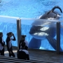 SeaWorld: Tilikum, orca that killed trainer, has died
