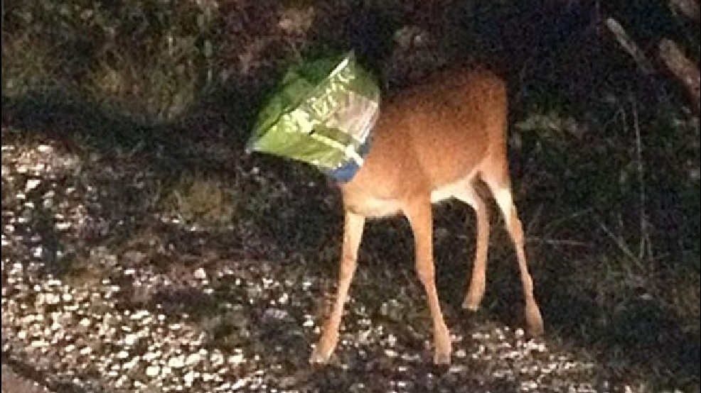 deer-doritos660.jpg