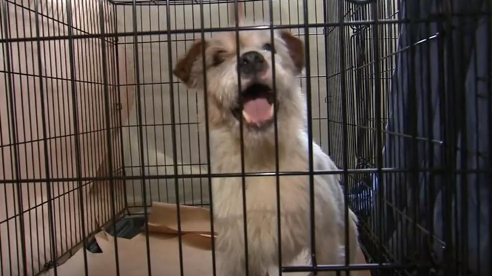 Authorities About 200 dogs rescued from 'hoarding home' WKRC