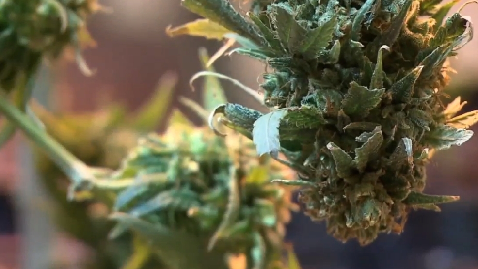 new-illinois-law-decriminalizes-small-amounts-of-marijuana-wics