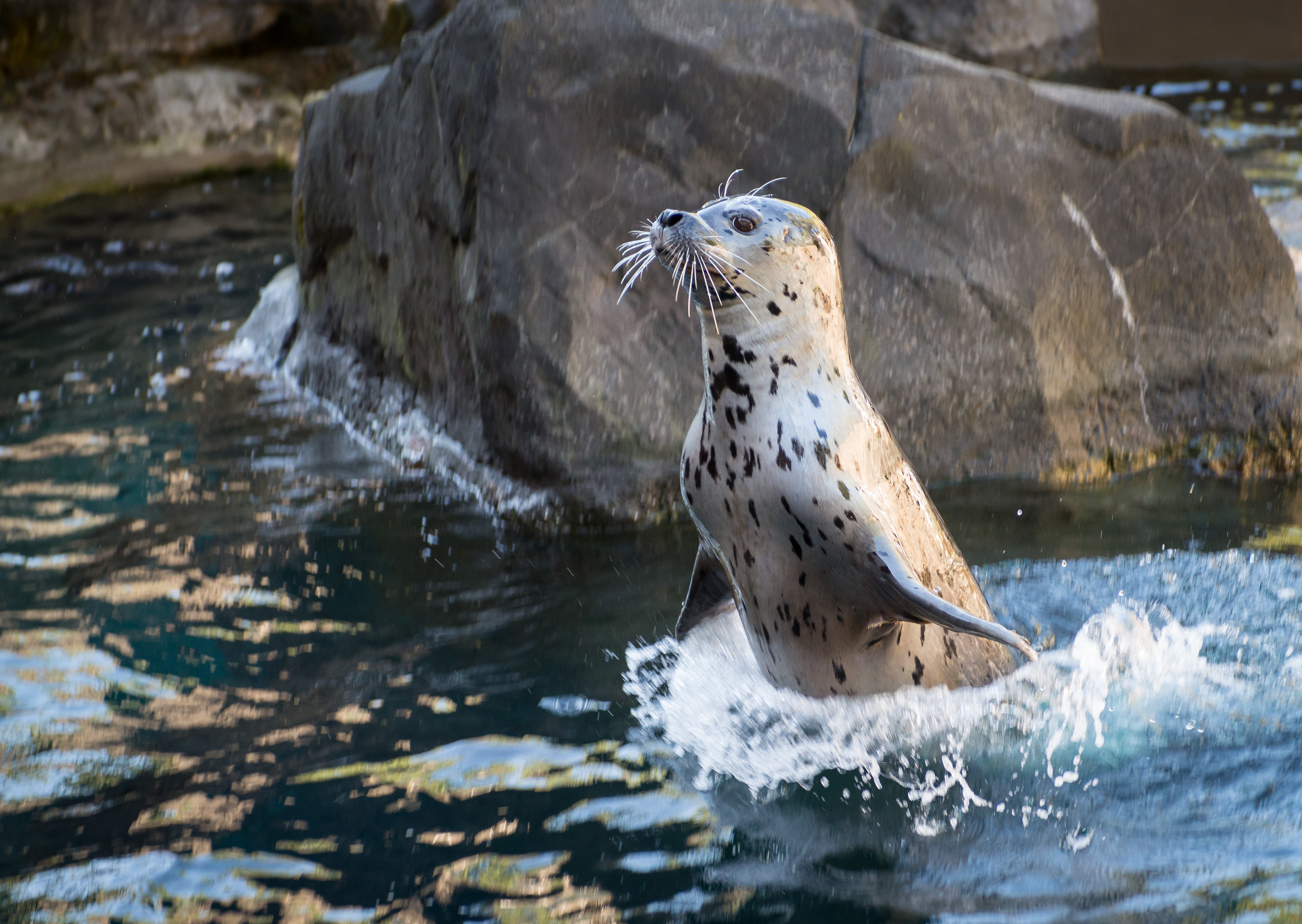Harbor seals arrive at Oregon Zoo KVAL