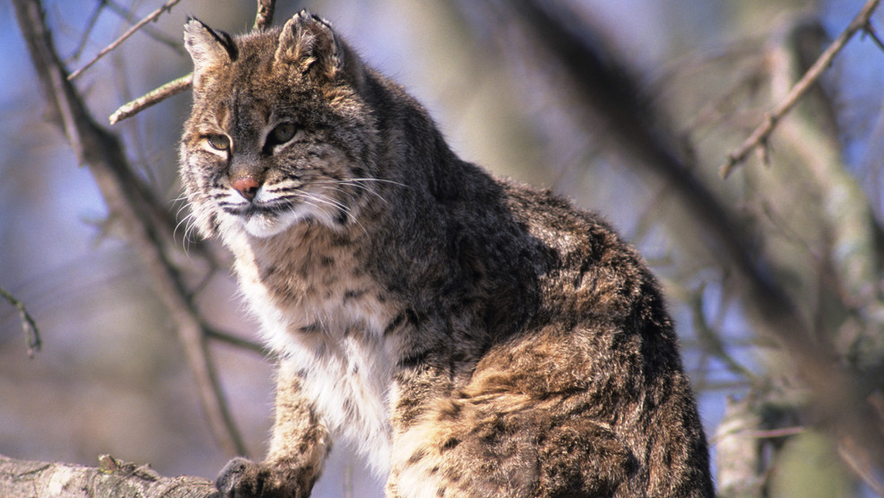 Bobcat population grows in Wisconsin | WLUK