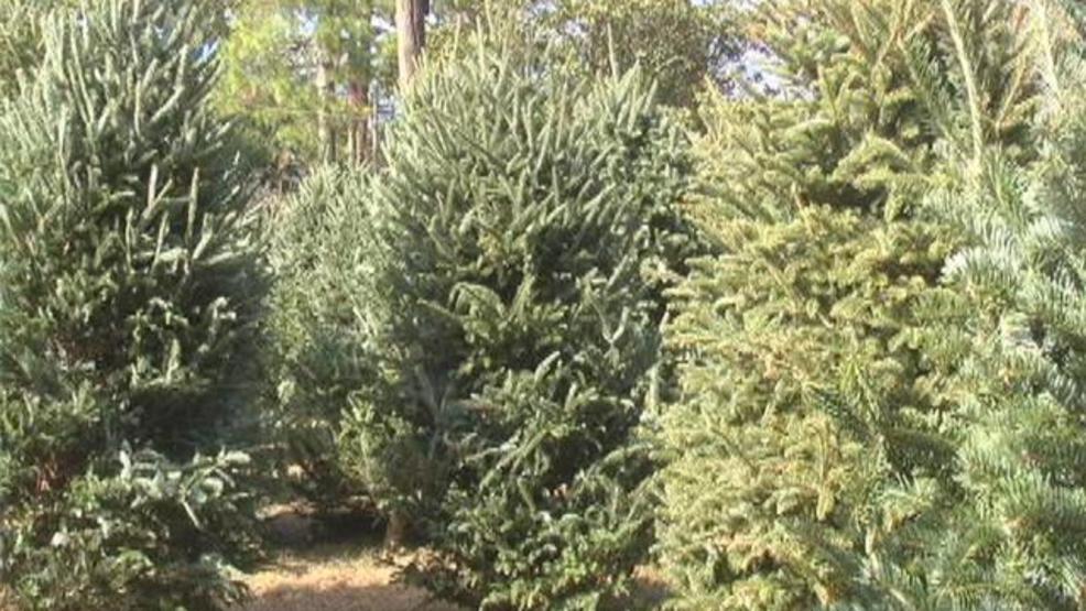 Christmas tree permits on sale throughout Northern Nevada ...