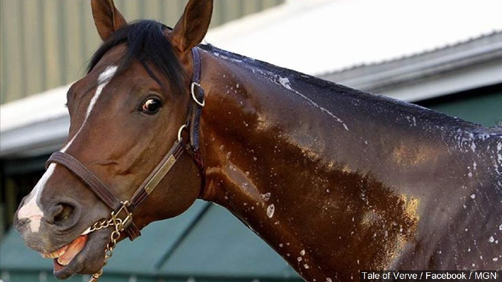 Heat wave causing horse poop to burst into flames KUTV
