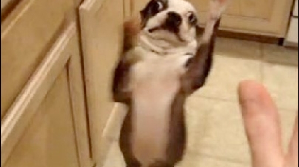 130617_high_five_dog.jpg
