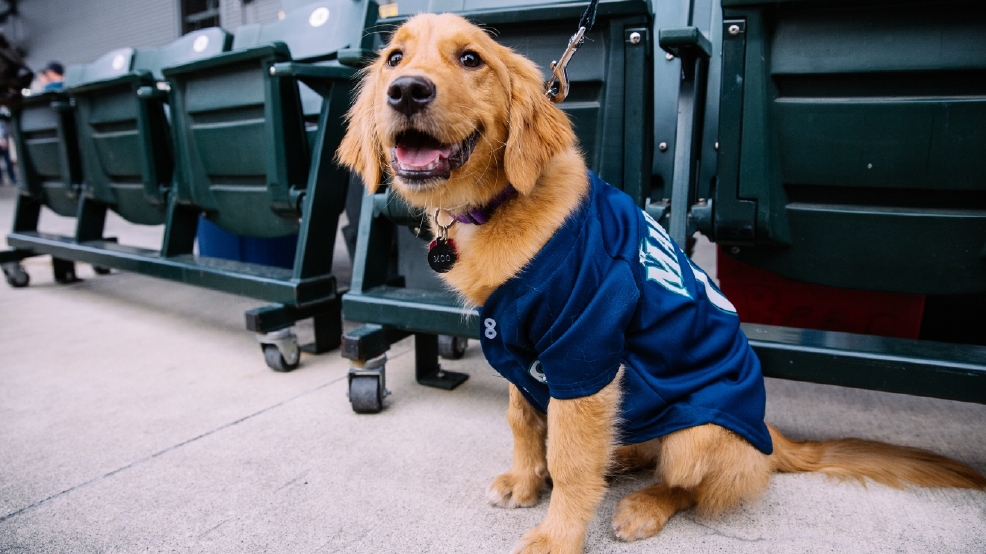 mariners dog jersey