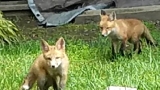 Woman says animal control told her to 'just kill' family of foxes living under her deck 