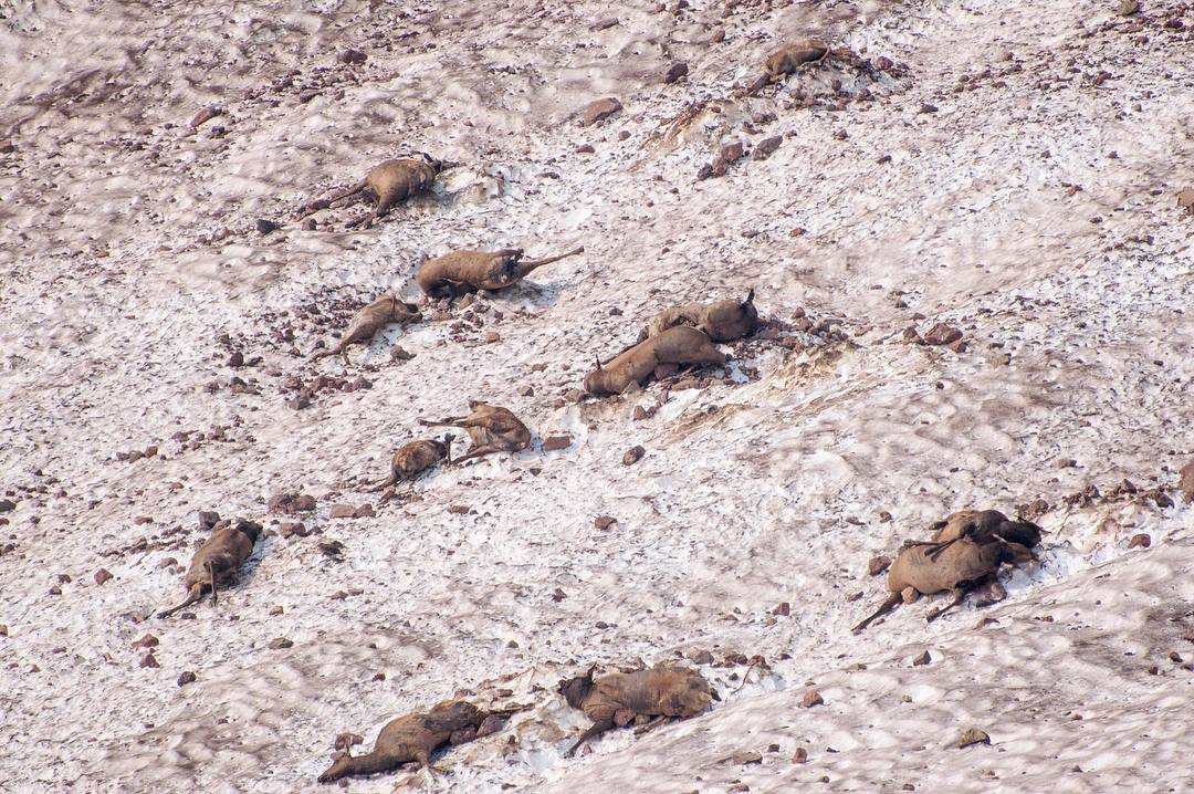 Power Nissan Salem Oregon >> An Oregon mystery: The dead elk of No Name Lake | KVAL Power Nissan Salem Oregon >> An Oregon mystery: The dead elk of No Name Lake | KVAL