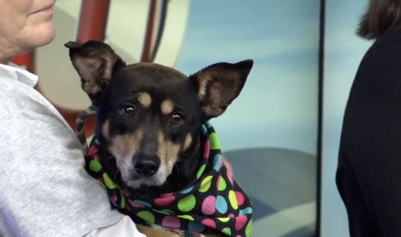 Green Family Stores >> Green Family Stores Donate To Friends Of Sangamon County Animal Green Family Stores >> Green Family Stores Donate To Friends Of Sangamon County Animal