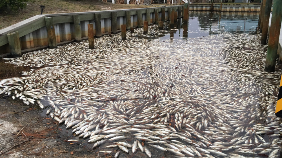 Thousands of dead fish wash up in Gulf Shores | WPMI