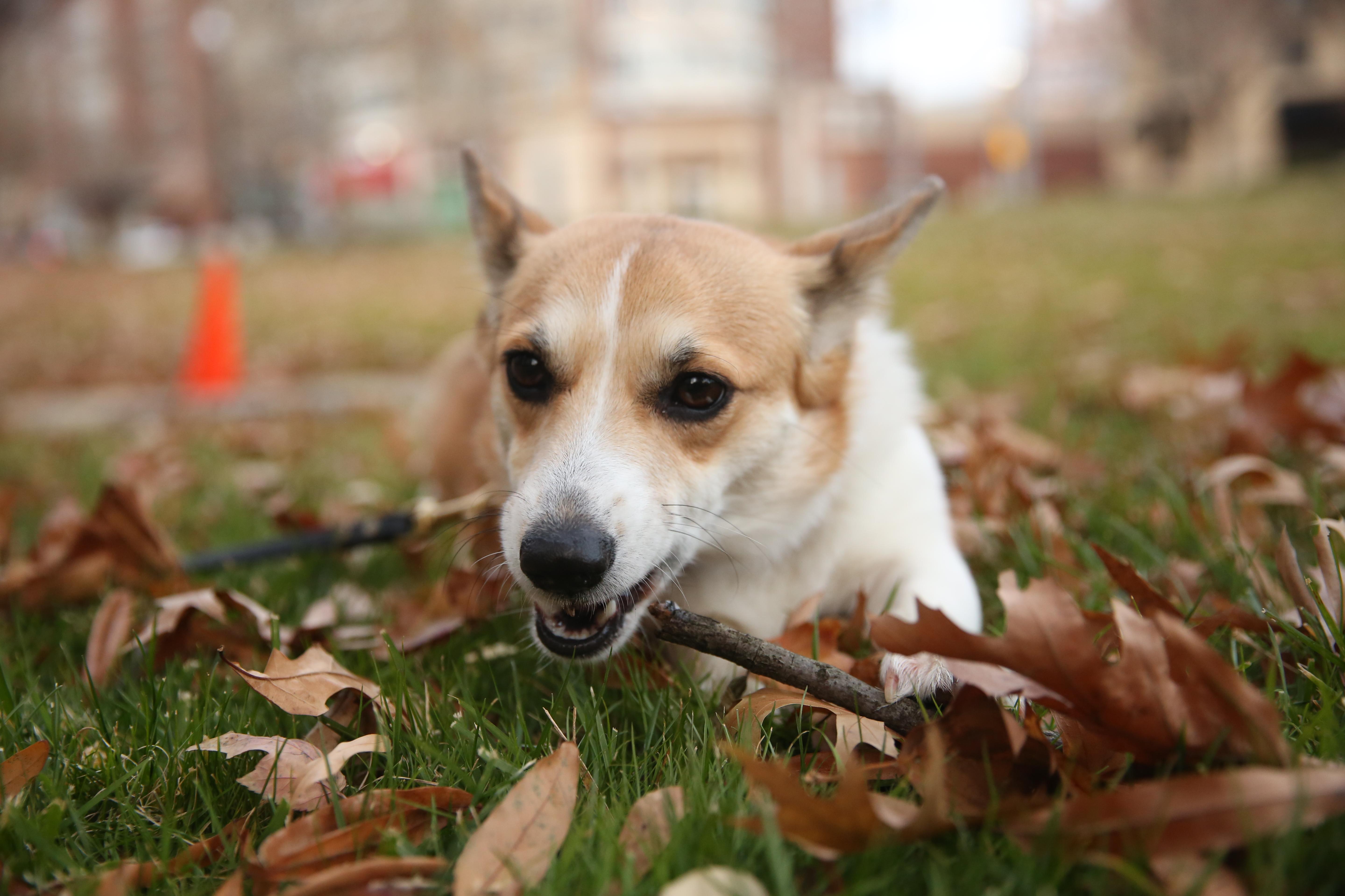 ruffined spotlight: these dogs are ready for fall