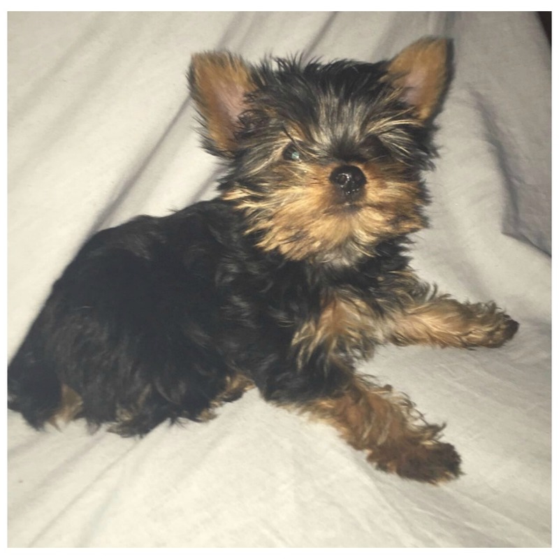 12 week yorkie
