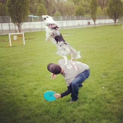k9 frisbee toss and fetch